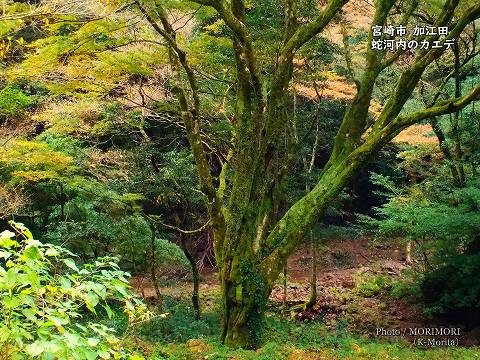 「蛇河内のカエデ」宮崎市加江田 イロハモミジの巨木