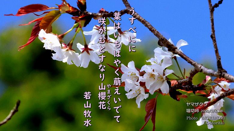 ■ 堀切峠の山桜　(3月6日撮影)