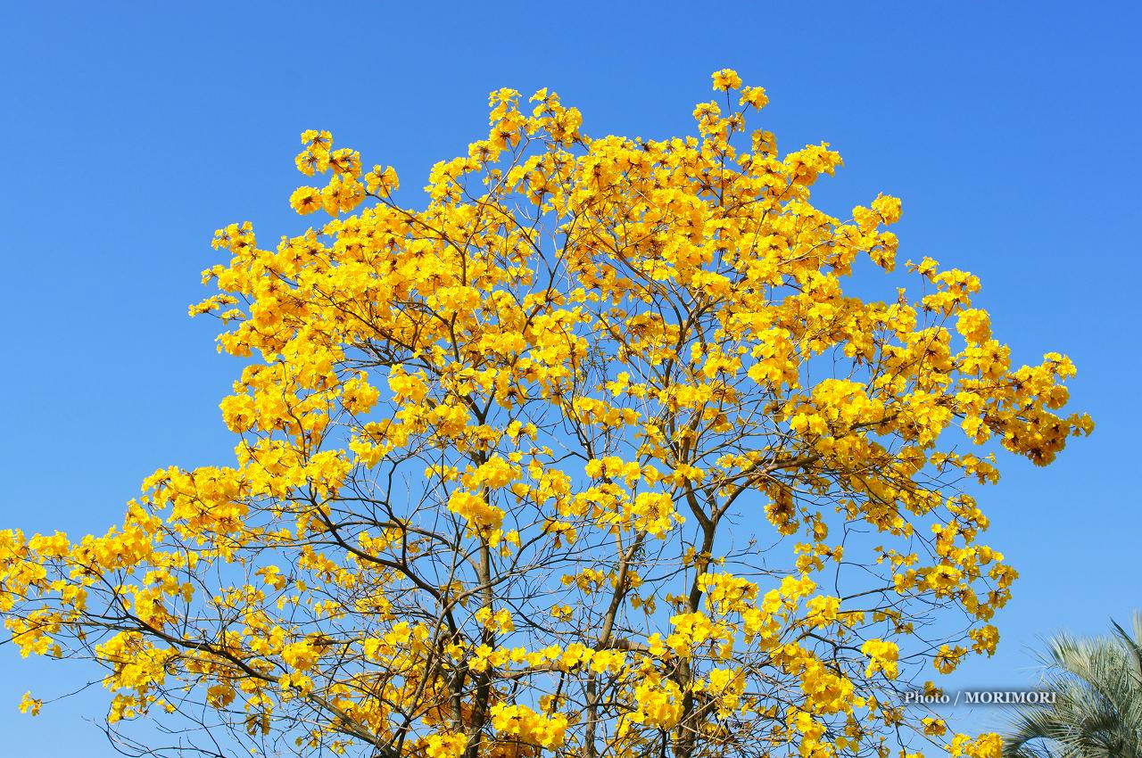 今が植え替え時希少イペーの木　樹高1m 前後春に黄色の花が咲く。