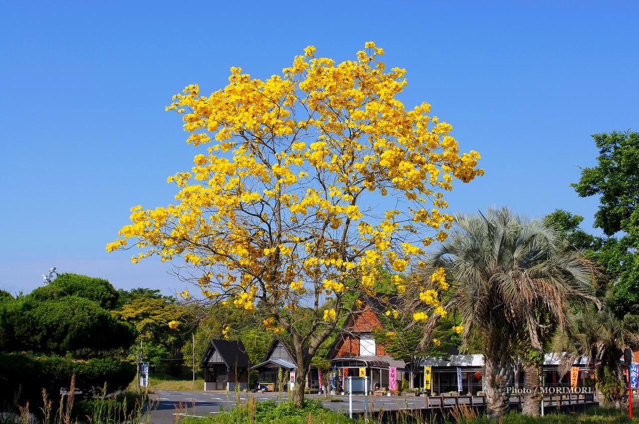 イペーの木の花の写真 イペーアマレーロ 黄色の花の咲くイペー