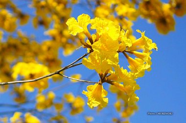 ■ イペー（イペーアマレーロ・黄イペー）の花