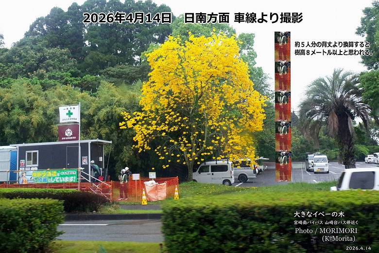 山崎台バス停前 イペー 2026年 樹高推測 8m越え 山崎台バス停前 イペー 2026年 樹高推測 8m越え