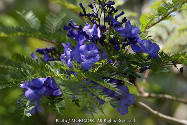 ジャカランダの花 青島亜熱帯植物園にて 06