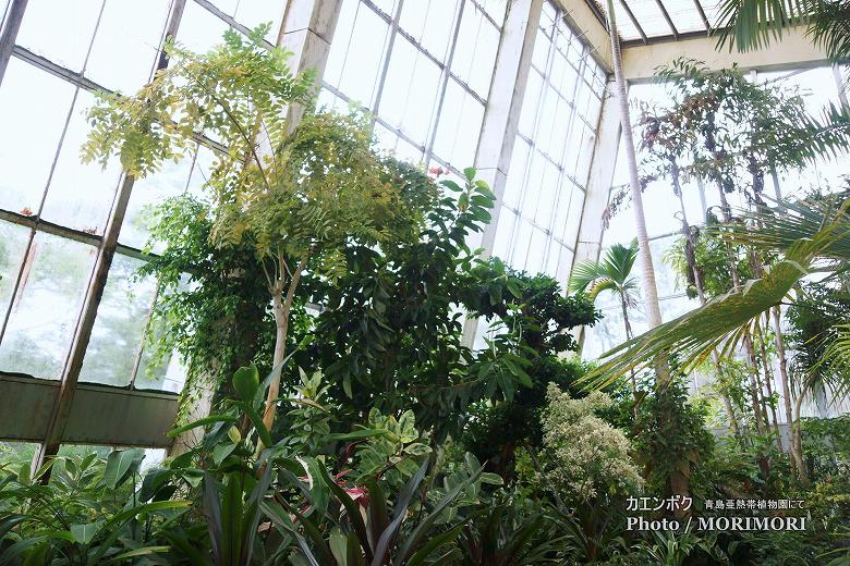 カエンボク 02(宮崎県立亜熱帯植物園 熱帯植物観賞大温室にて) カエンボク 02(宮崎県立亜熱帯植物園 熱帯植物観賞大温室にて)
