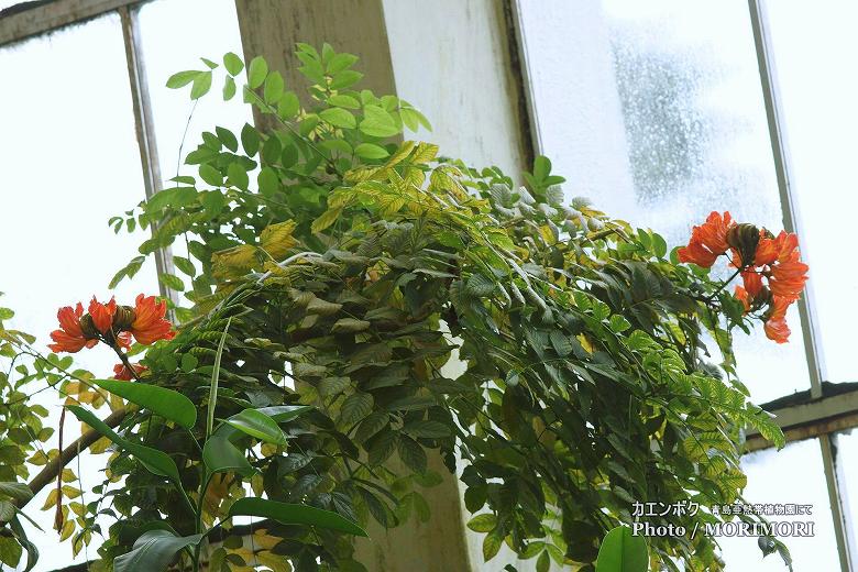 カエンボク 03(宮崎県立亜熱帯植物園 熱帯植物観賞大温室にて) カエンボク 03(宮崎県立亜熱帯植物園 熱帯植物観賞大温室にて)