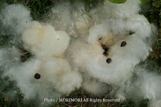 トックリキワタの綿　と種子　08