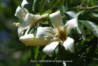 青島亜熱帯植物園で撮影したトックリキワタの花　0901