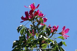 青島亜熱帯植物園で撮影したトックリキワタの花　0904