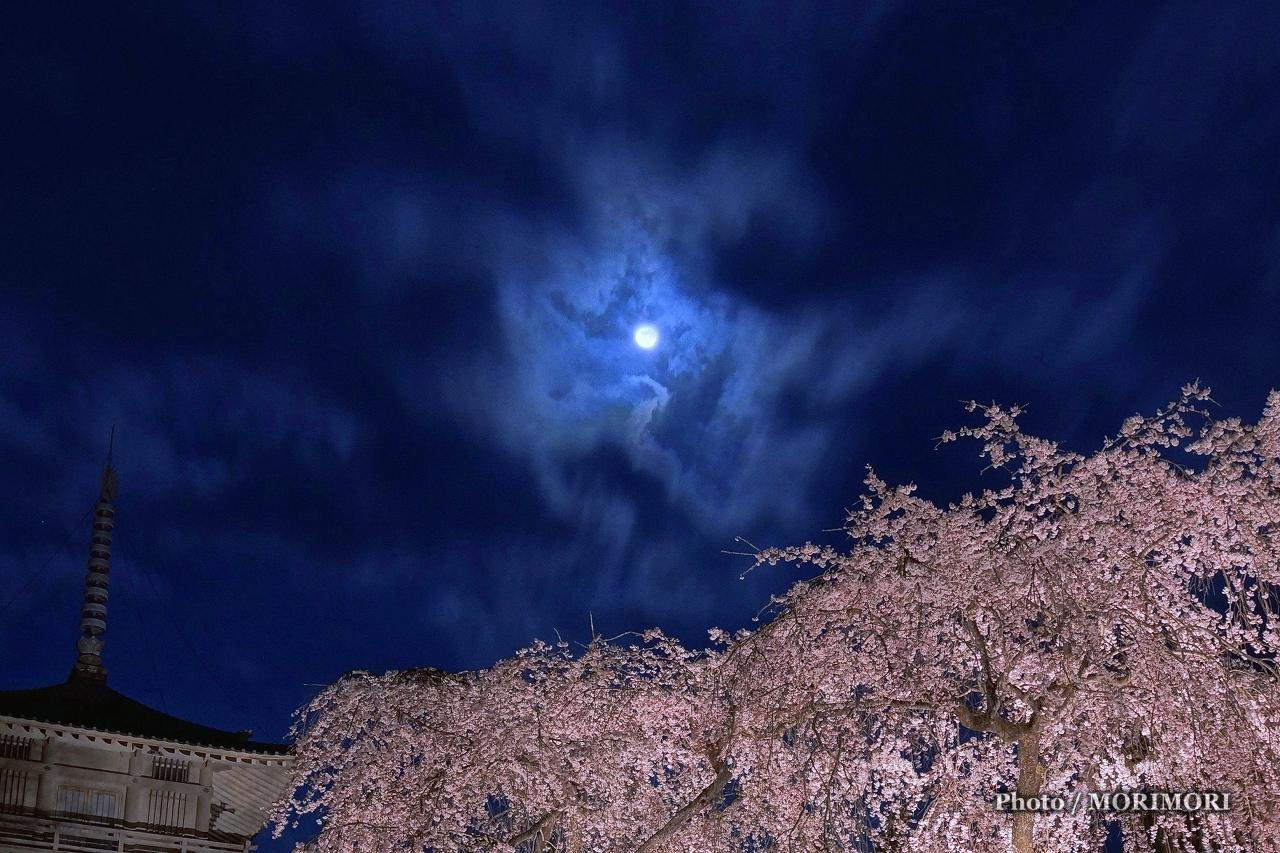 五ヶ瀬町 浄専寺のしだれ桜 原田家のしだれ桜 ライトアップ夜桜壁紙