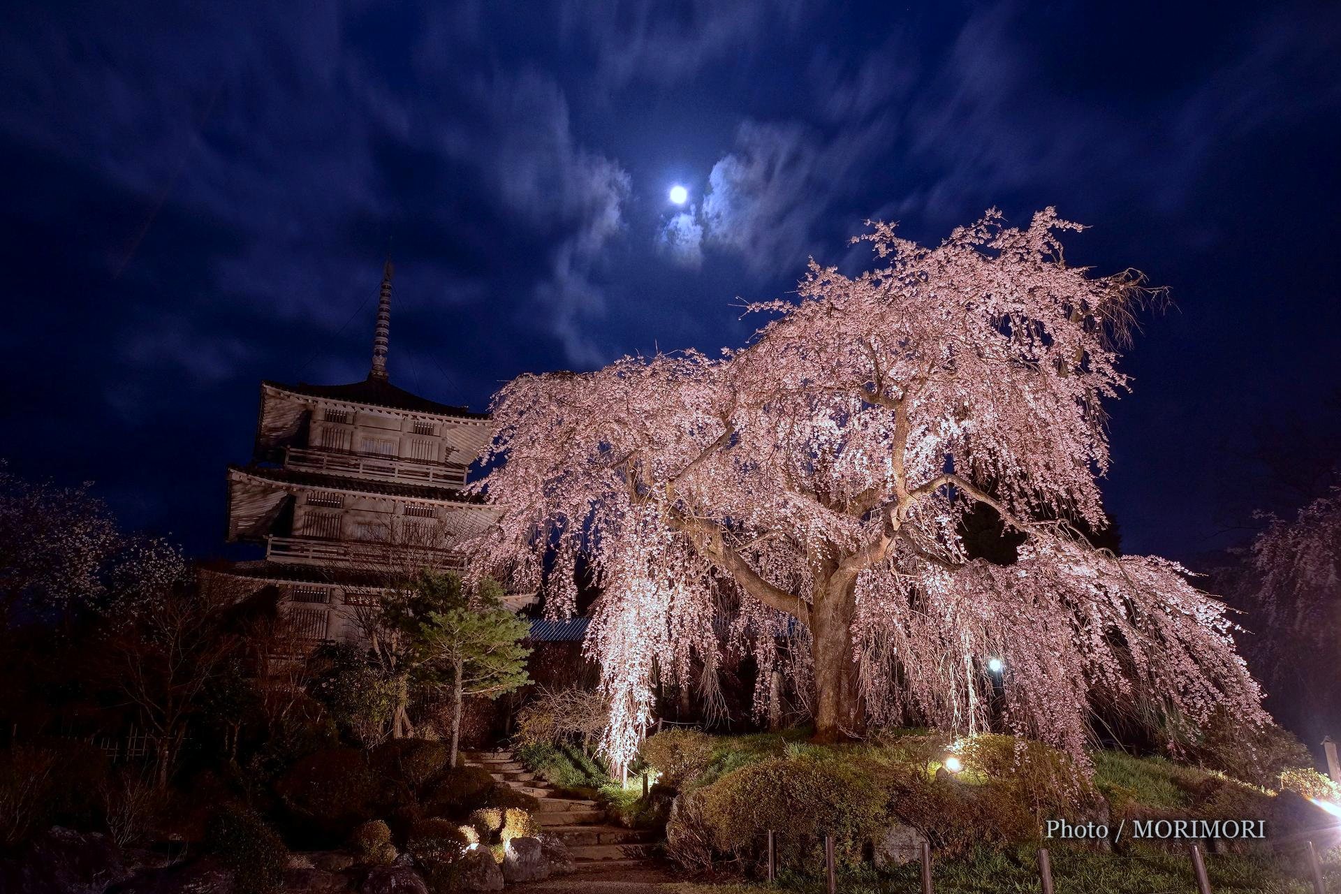 五ヶ瀬町 浄専寺のしだれ桜 原田家のしだれ桜 ライトアップ夜桜壁紙