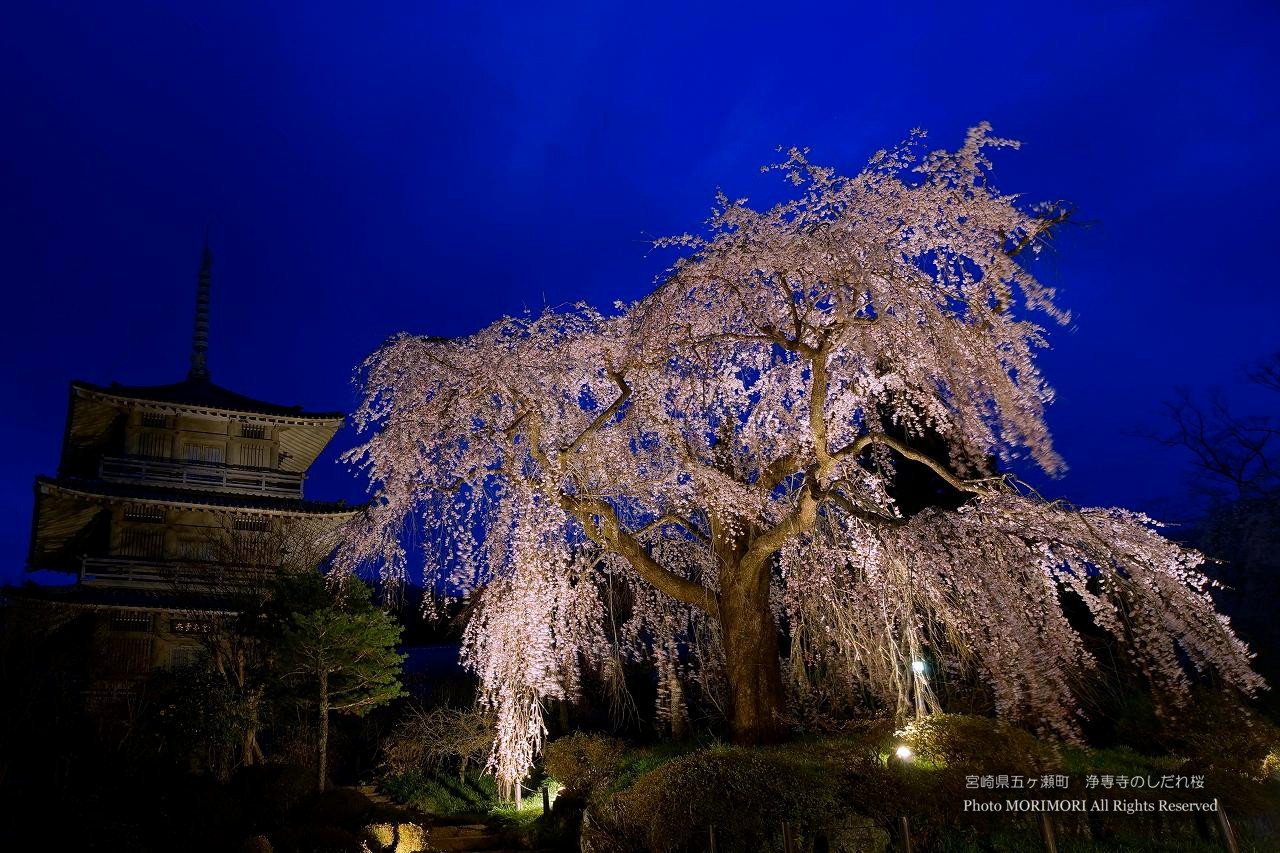 五ヶ瀬町 浄専寺のしだれ桜 原田家のしだれ桜 ライトアップ夜桜壁紙