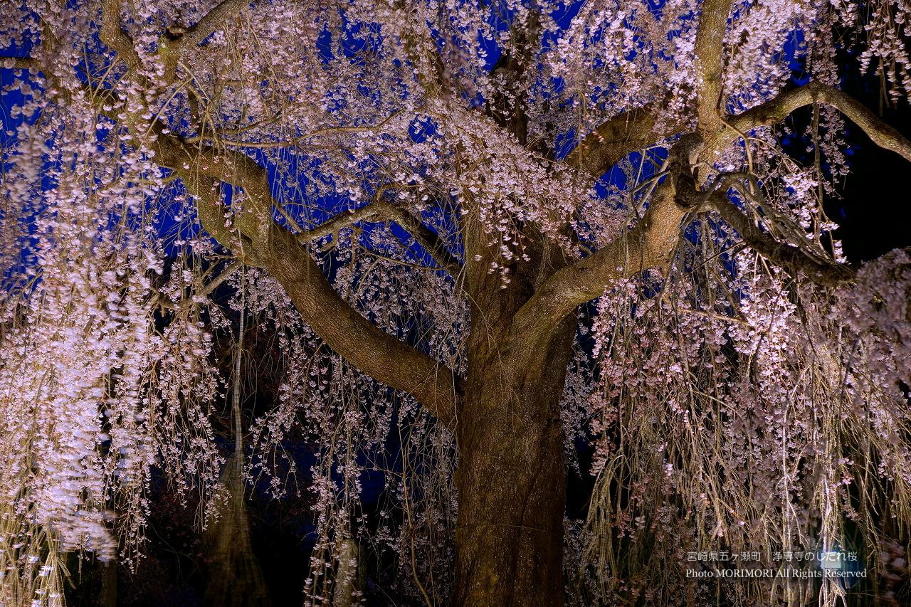 五ヶ瀬町 浄専寺のしだれ桜 原田家のしだれ桜 ライトアップ夜桜壁紙