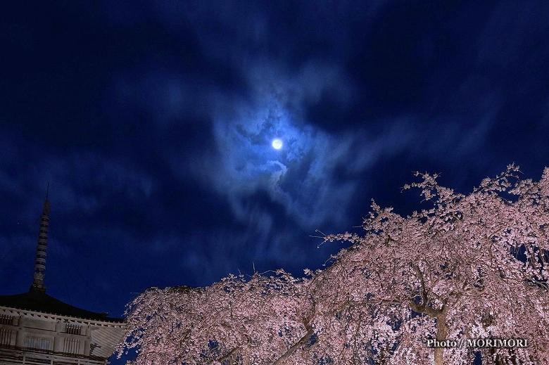 ■ 浄専寺のしだれ桜　ライトアップ