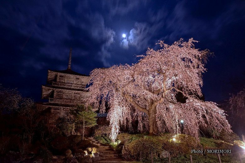 浄専寺（じょうせんじ）のしだれ桜　2013−01