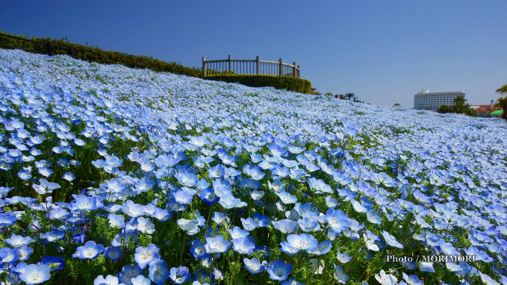 15年 こどものくにフラワーフェスタにて ネモフィラの花 他