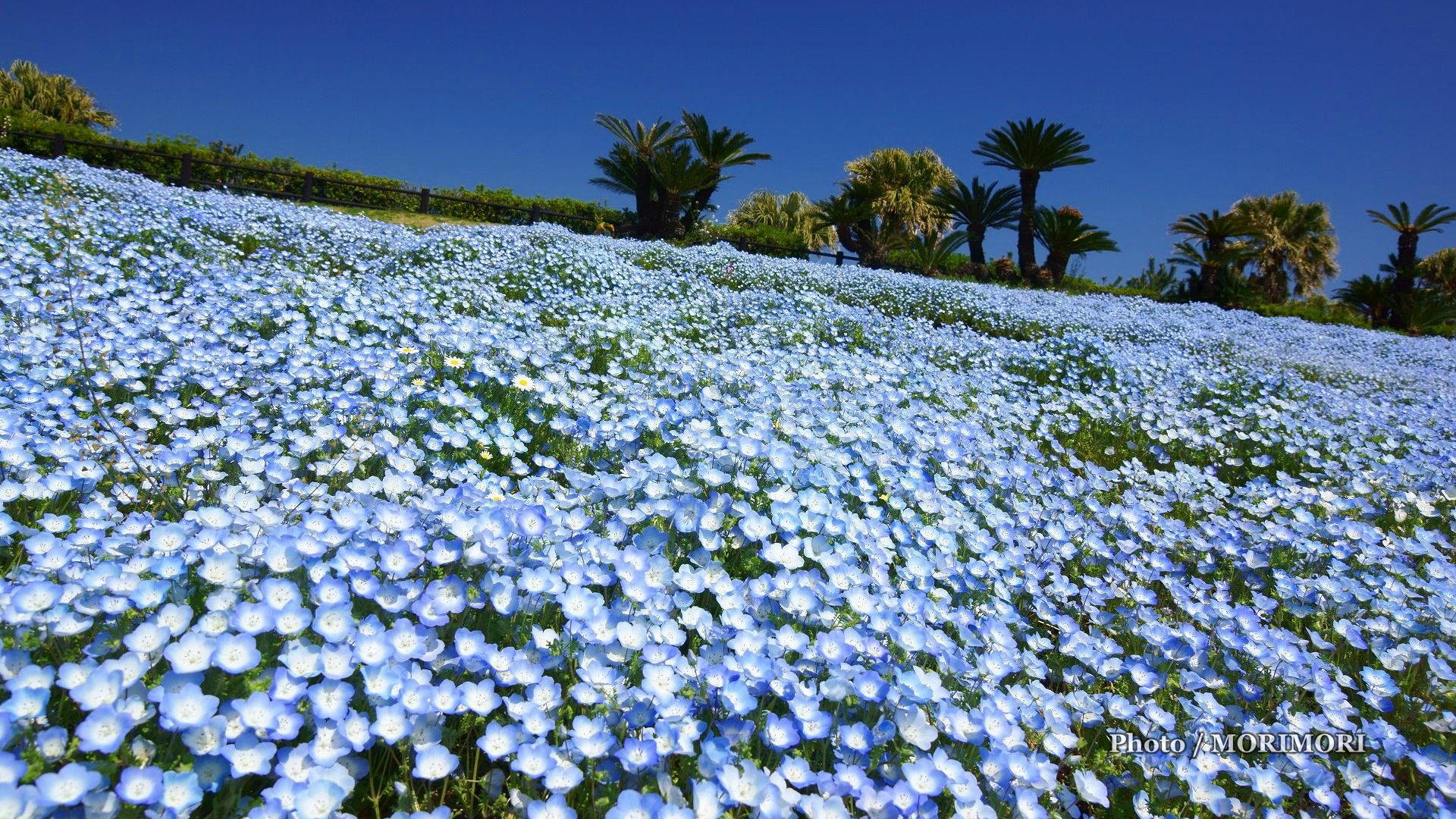 15年 こどものくにフラワーフェスタにて ネモフィラの花 他