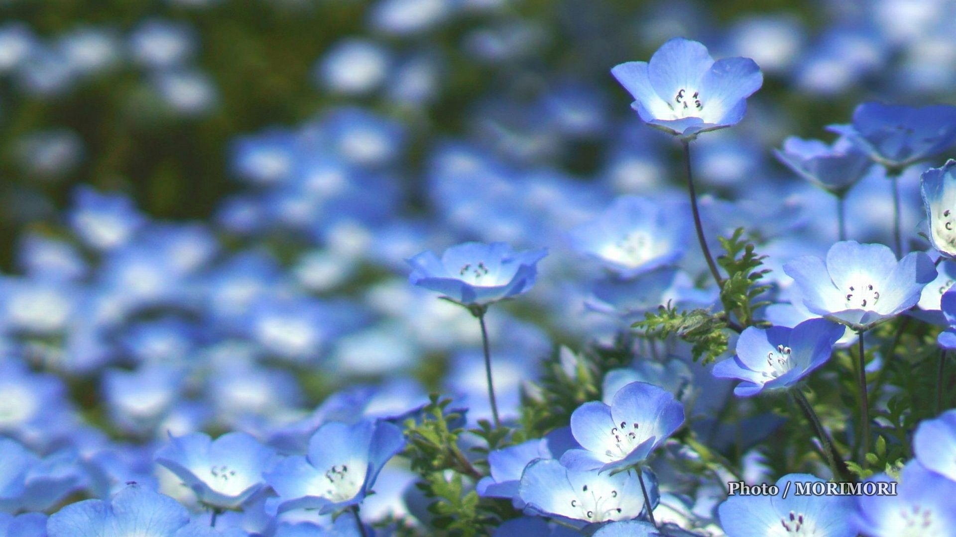 15年 こどものくにフラワーフェスタにて ネモフィラの花 他