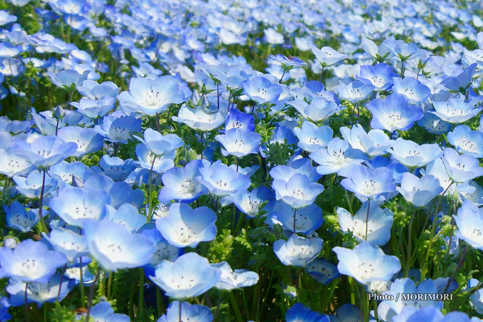 15年 こどものくにフラワーフェスタにて ネモフィラの花 他