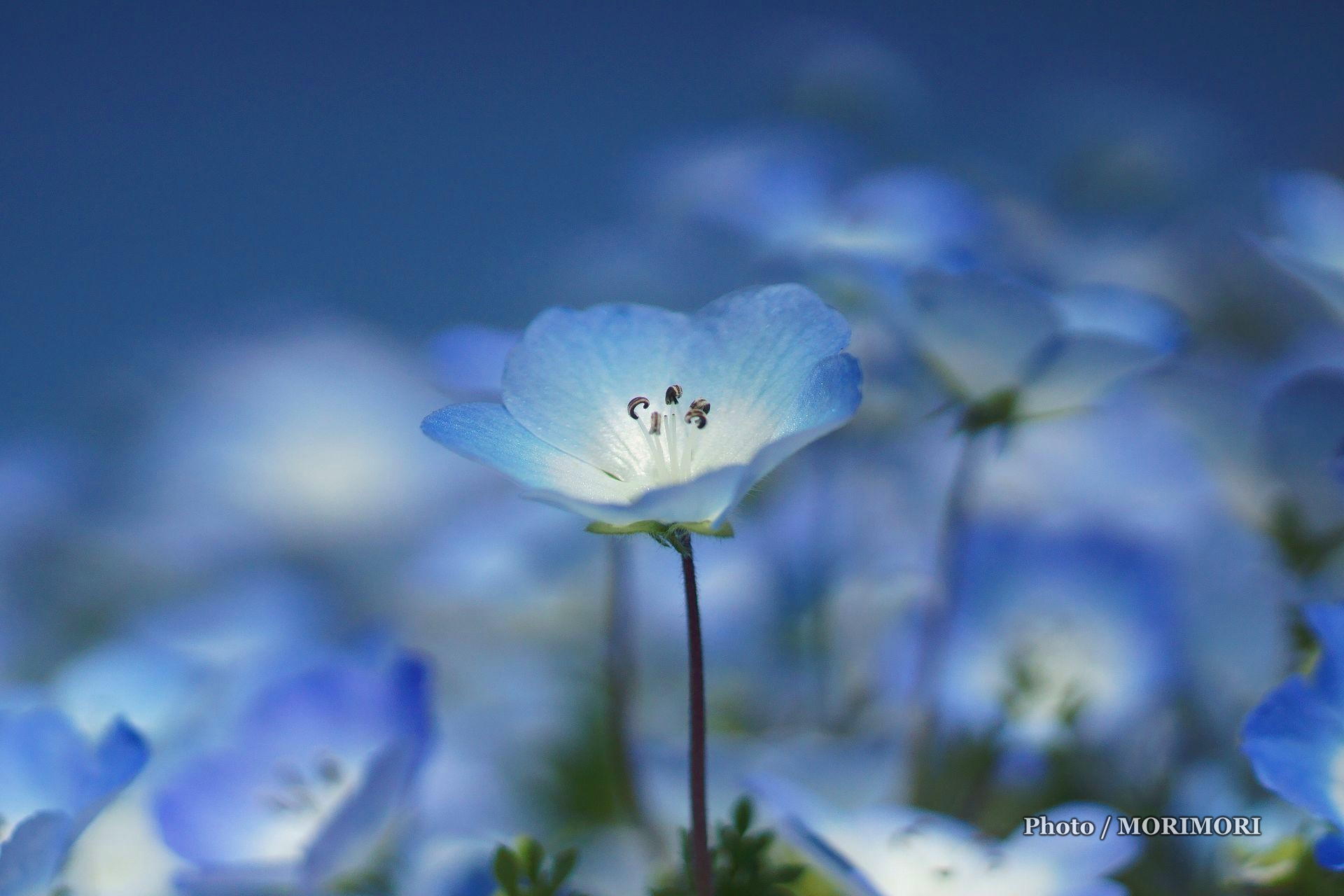 15年 こどものくにフラワーフェスタにて ネモフィラの花 他