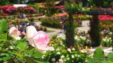 こどものくに バラ園 07 こどものくに バラ園 07
