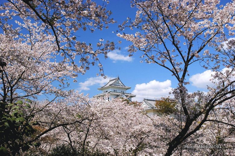 天ヶ城の桜　09