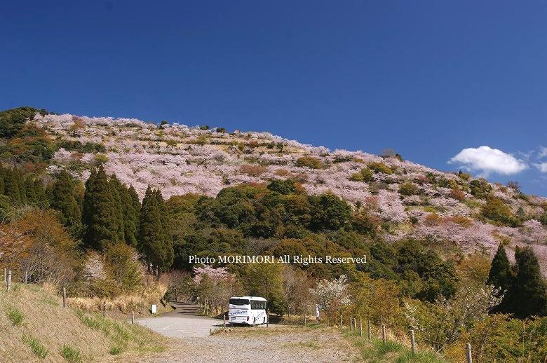 日南市　花立公園　桜の写真　02