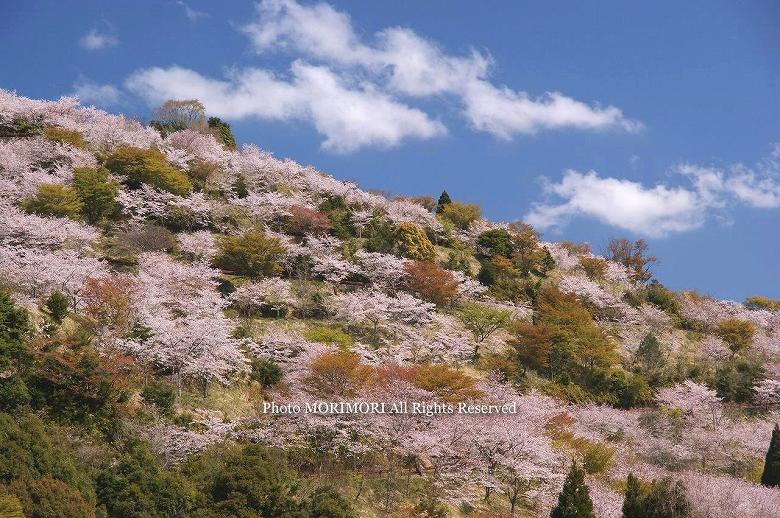 日南市　花立公園　桜の写真　03