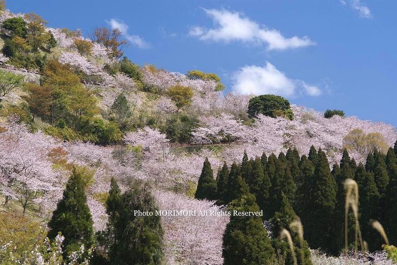 日南市　花立公園　桜の写真　05