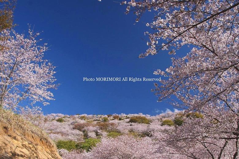 日南市　花立公園　桜の写真　09