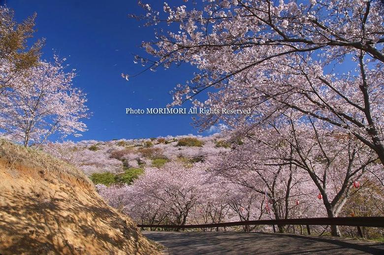 日南市　花立公園　桜の写真　10