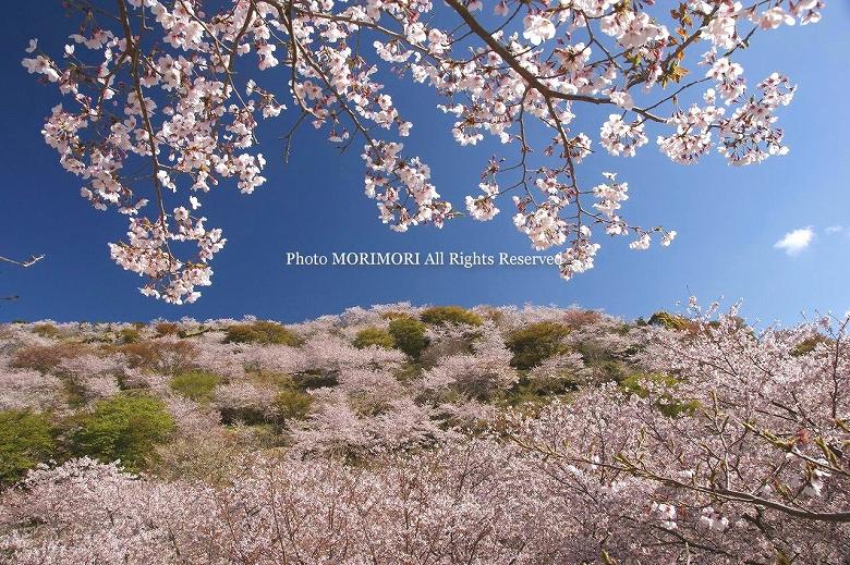 日南市　花立公園　桜の写真　11