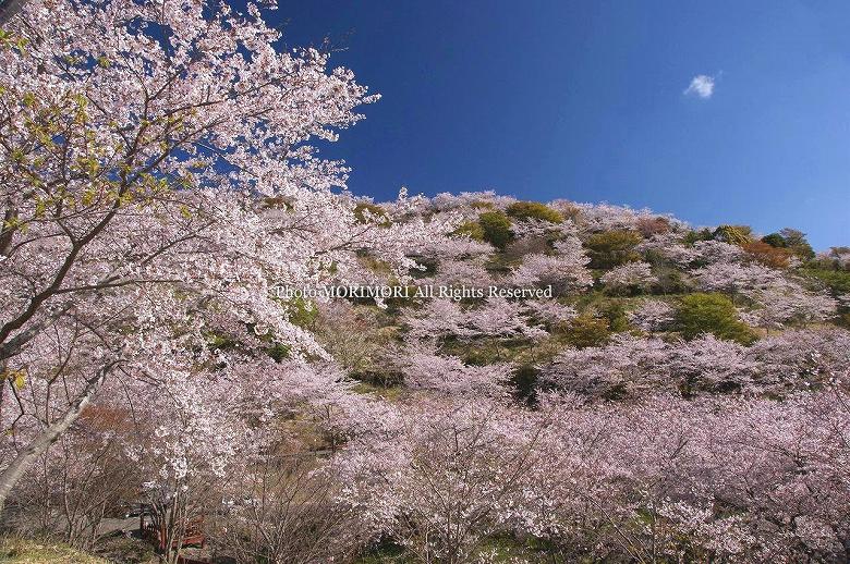 日南市　花立公園　桜の写真　12