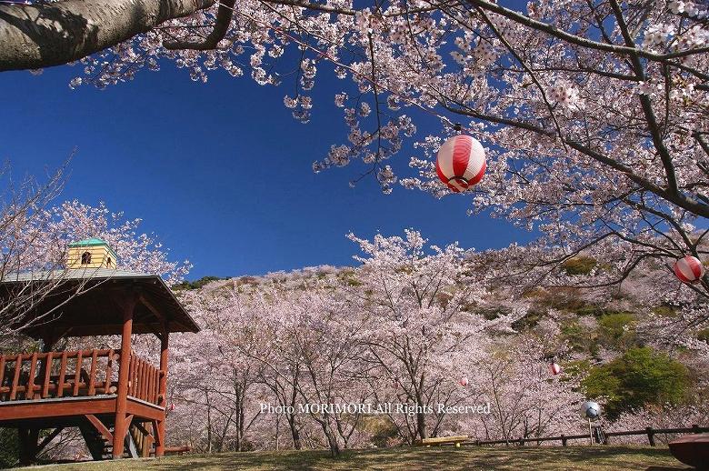 日南市　花立公園　桜の写真　13
