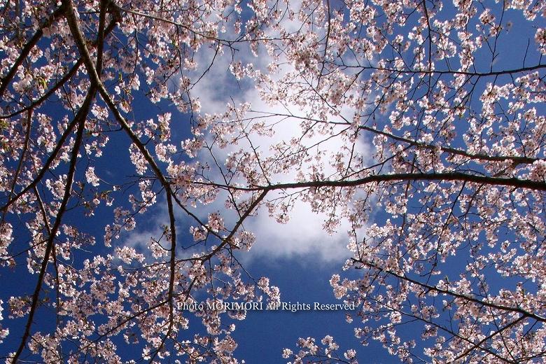 日南市　花立公園　桜の写真　14