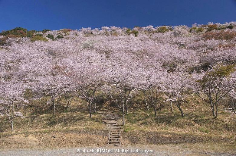 日南市　花立公園　桜の写真　15