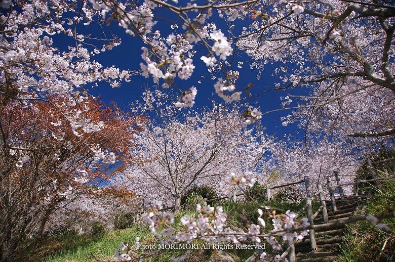 日南市　花立公園　桜の写真　16