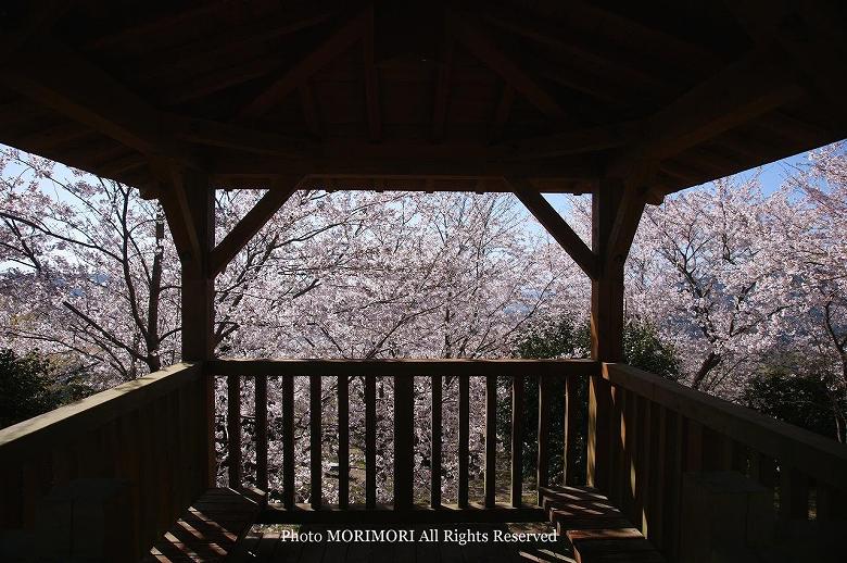 日南市　花立公園　桜の写真　17