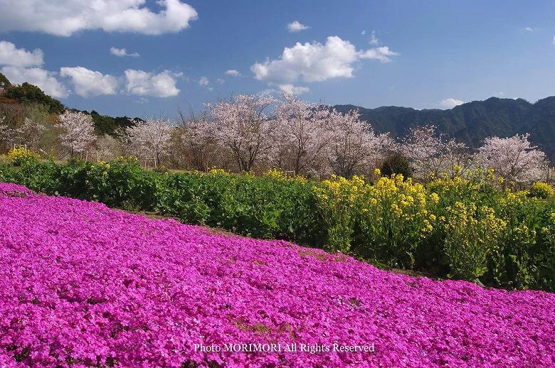 日南市　花立公園　桜の写真　21
