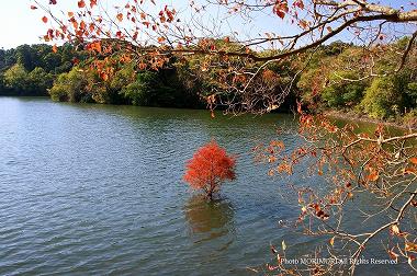 水の中に育つラクウショウの紅葉（新池）　平和台公園