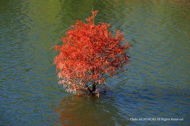 水の中に育つラクウショウの紅葉（新池）　平和台公園