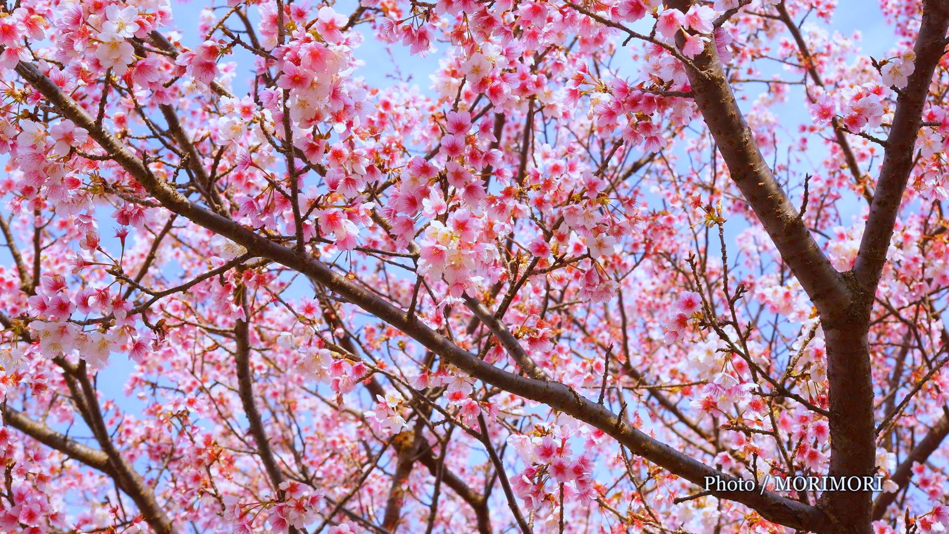 Jr日南線北郷駅 日本一の早咲き寒桜 日南寒咲一号 日南市北郷町