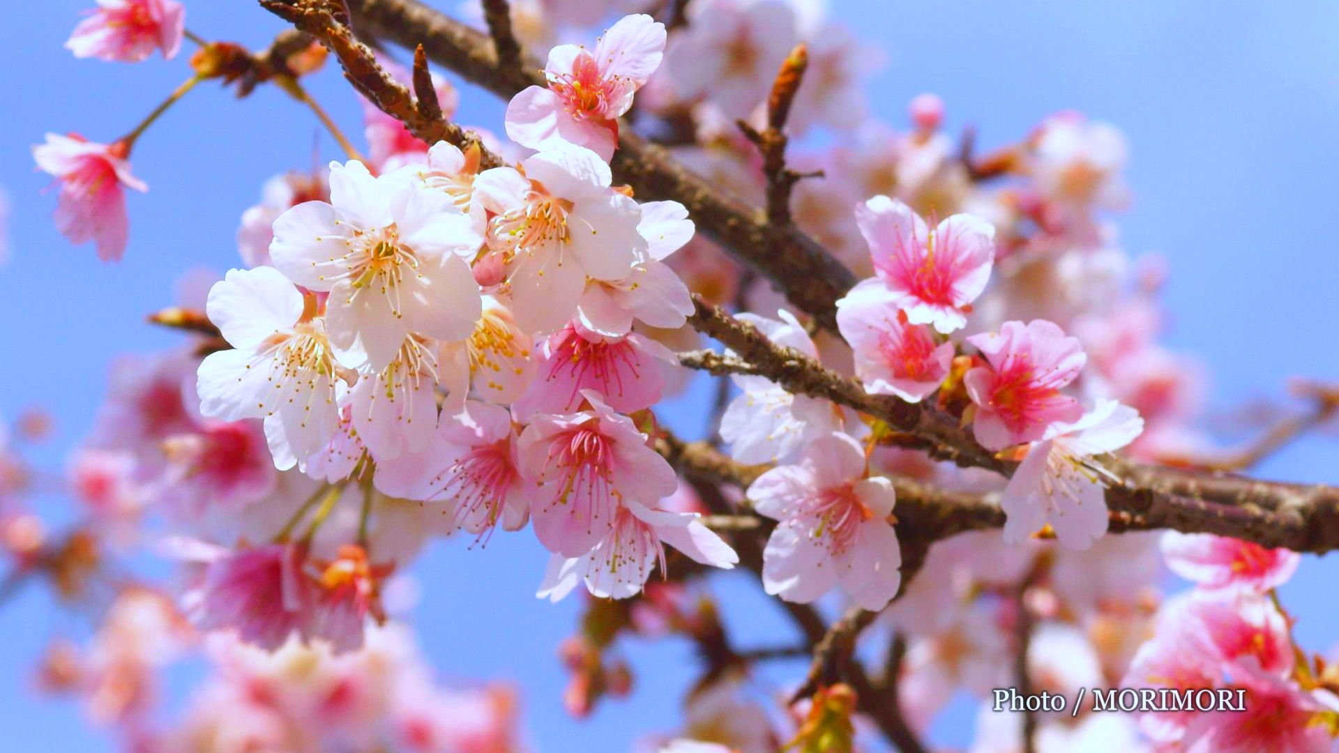 Jr日南線北郷駅 日本一の早咲き寒桜 日南寒咲一号 日南市北郷町