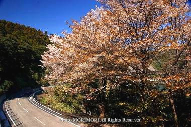 鵜戸の山桜 01