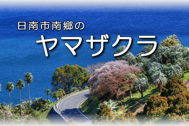 日南市南郷町「道の駅なんごう」近くのヤマザクラ