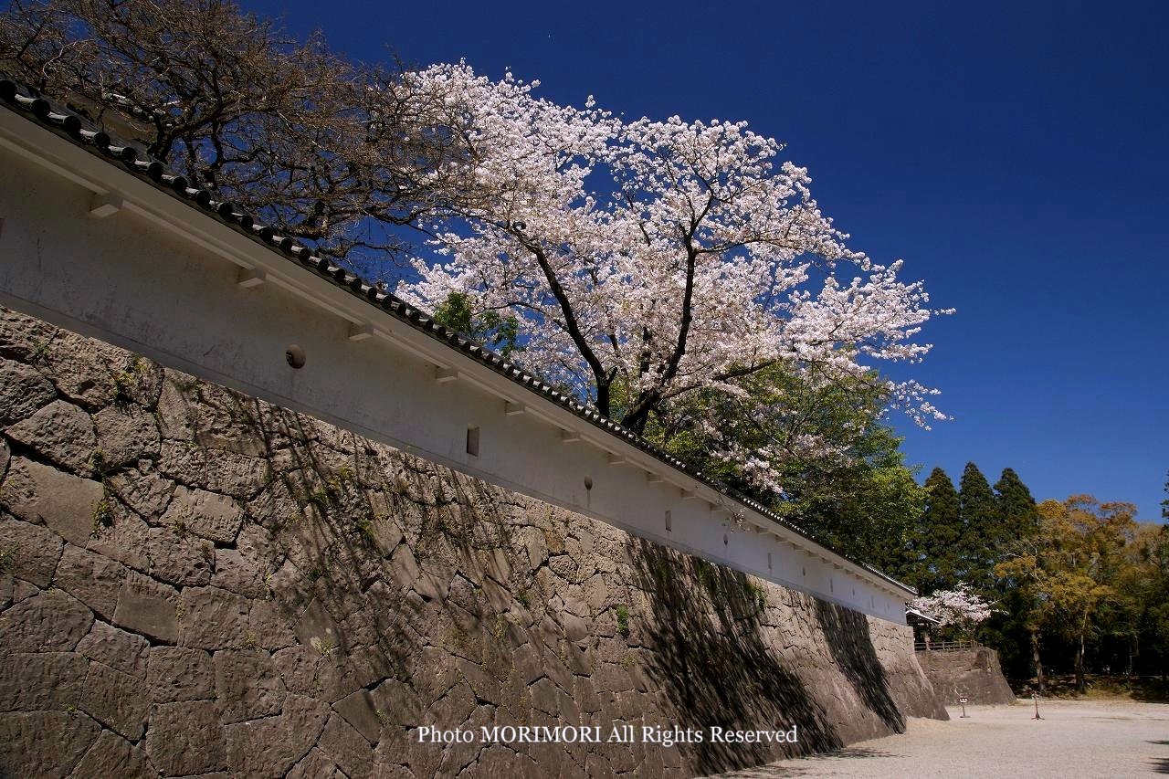 飫肥城（おびじょう）の桜の写真　2011（平成23年）　(宮崎県日南市）
