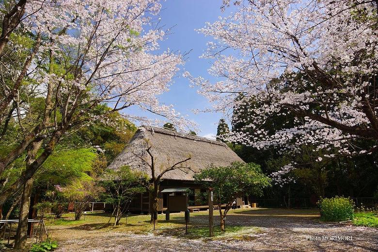 ■ 宮崎県総合博物館民家園の桜