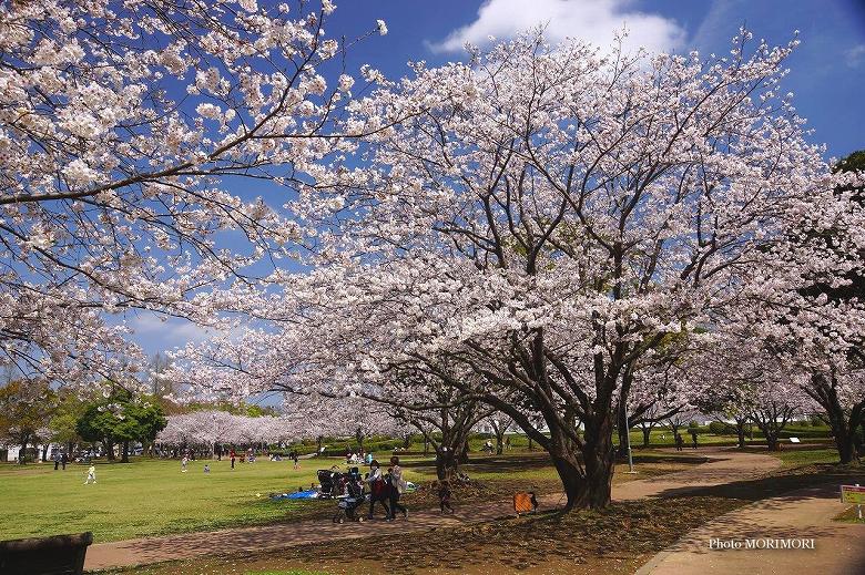 ■ 宮崎県総合文化公園の桜　01
