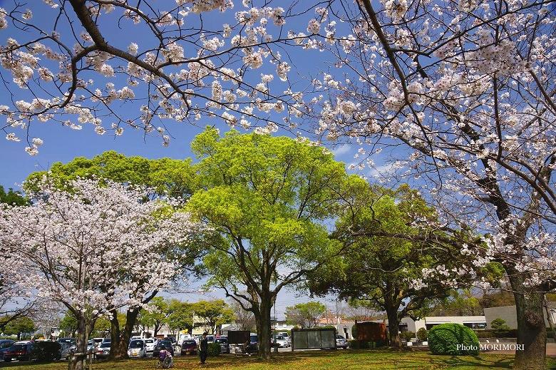 ■ 宮崎県総合文化公園の桜　02