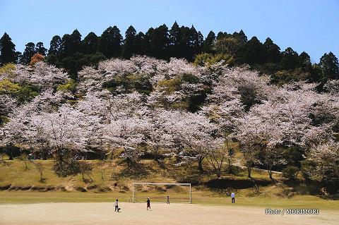 竹香園(ちっこうえん)の桜
