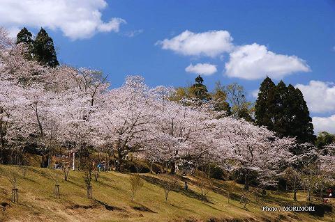 竹香園(ちっこうえん)の桜